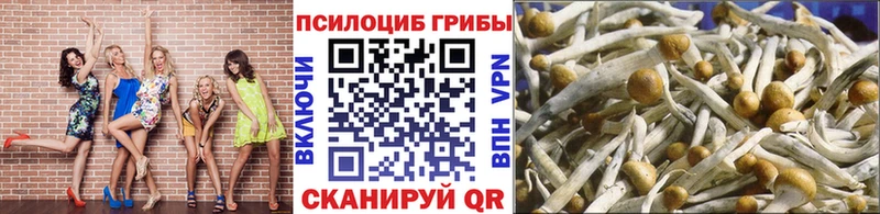 Псилоцибиновые грибы GOLDEN TEACHER  Купить  Видное 